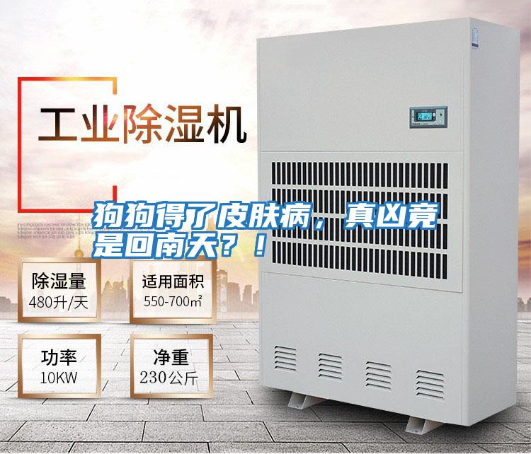 狗狗得了皮膚病，真兇竟是回南天？！
